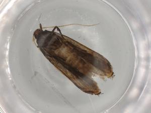  ( - BIOUG76765-A10)  @11 [ ] CreativeCommons - Attribution (2022) Centre for Biodiversity Genomics Centre for Biodiversity Genomics