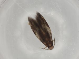  ( - BIOUG76765-C08)  @11 [ ] CreativeCommons - Attribution (2022) Centre for Biodiversity Genomics Centre for Biodiversity Genomics