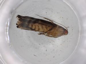  ( - BIOUG76775-A07)  @11 [ ] CreativeCommons - Attribution (2022) Centre for Biodiversity Genomics Centre for Biodiversity Genomics