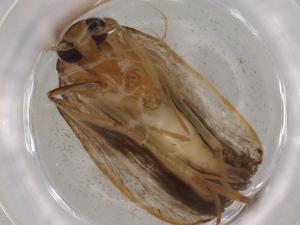  ( - BIOUG76861-C07)  @11 [ ] CreativeCommons - Attribution (2022) Centre for Biodiversity Genomics Centre for Biodiversity Genomics