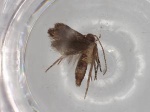  ( - BIOUG76962-E04)  @11 [ ] CreativeCommons - Attribution (2022) Centre for Biodiversity Genomics Centre for Biodiversity Genomics