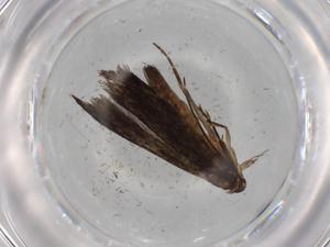  ( - BIOUG76962-E09)  @11 [ ] CreativeCommons - Attribution (2022) Centre for Biodiversity Genomics Centre for Biodiversity Genomics