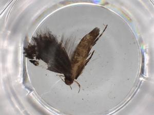  ( - BIOUG76962-G12)  @11 [ ] CreativeCommons - Attribution (2022) Centre for Biodiversity Genomics Centre for Biodiversity Genomics