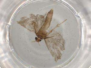  (gelMalaise01 Malaise9434 - BIOUG76963-B01)  @11 [ ] CreativeCommons - Attribution (2022) Centre for Biodiversity Genomics Centre for Biodiversity Genomics