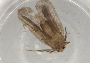  ( - BIOUG76963-D12)  @11 [ ] CreativeCommons - Attribution (2022) Centre for Biodiversity Genomics Centre for Biodiversity Genomics