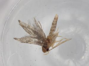  (gelMalaise01 Malaise8530 - BIOUG77395-H08)  @11 [ ] CreativeCommons - Attribution (2022) Centre for Biodiversity Genomics Centre for Biodiversity Genomics