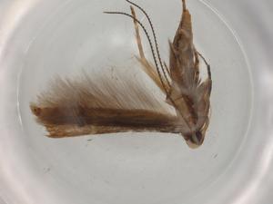  (gelMalaise01 Malaise8490 - BIOUG77412-A01)  @11 [ ] CreativeCommons - Attribution (2022) Centre for Biodiversity Genomics Centre for Biodiversity Genomics