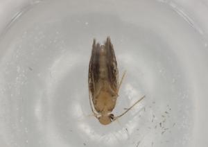  ( - BIOUG77619-C09)  @11 [ ] CreativeCommons - Attribution (2022) Centre for Biodiversity Genomics Centre for Biodiversity Genomics