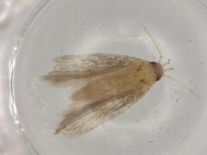  ( - BIOUG77619-C10)  @11 [ ] CreativeCommons - Attribution (2022) Centre for Biodiversity Genomics Centre for Biodiversity Genomics