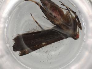  ( - BIOUG77619-D12)  @11 [ ] CreativeCommons - Attribution (2022) Centre for Biodiversity Genomics Centre for Biodiversity Genomics