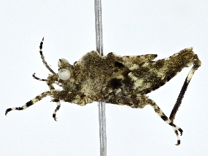  ( - BIOUG77738-E09)  @11 [ ] CreativeCommons - Attribution (2022) CBG Photography Group Centre for Biodiversity Genomics