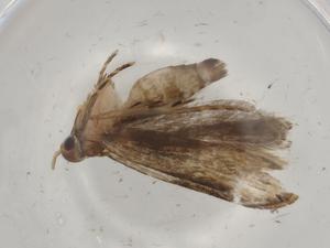  ( - BIOUG81967-A04)  @11 [ ] CreativeCommons - Attribution (2022) Centre for Biodiversity Genomics Centre for Biodiversity Genomics