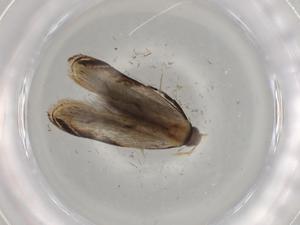  ( - BIOUG81967-C02)  @11 [ ] CreativeCommons - Attribution (2022) Centre for Biodiversity Genomics Centre for Biodiversity Genomics