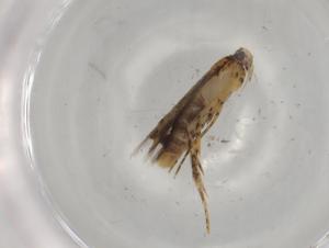  ( - BIOUG81967-C06)  @11 [ ] CreativeCommons - Attribution (2022) Centre for Biodiversity Genomics Centre for Biodiversity Genomics