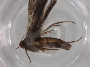  (gelMalaise01 Malaise1615 - BIOUG82053-E03)  @11 [ ] CreativeCommons - Attribution (2022) Centre for Biodiversity Genomics Centre for Biodiversity Genomics