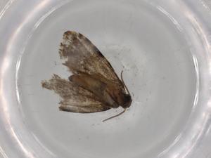  ( - BIOUG82210-C06)  @11 [ ] CreativeCommons - Attribution (2022) Centre for Biodiversity Genomics Centre for Biodiversity Genomics