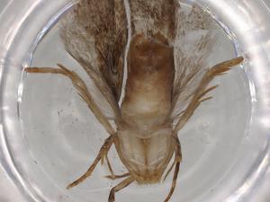  ( - BIOUG82210-G12)  @11 [ ] CreativeCommons - Attribution (2022) Centre for Biodiversity Genomics Centre for Biodiversity Genomics