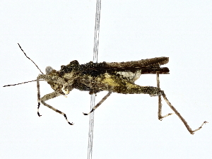  ( - BIOUG77759-C05)  @11 [ ] CreativeCommons - Attribution (2022) CBG Photography Group Centre for Biodiversity Genomics