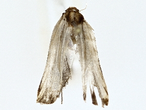  ( - BIOUG77760-C04)  @11 [ ] CreativeCommons - Attribution (2022) CBG Photography Group Centre for Biodiversity Genomics