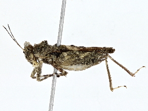  ( - BIOUG77760-E06)  @11 [ ] CreativeCommons - Attribution (2022) CBG Photography Group Centre for Biodiversity Genomics