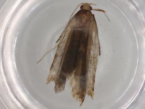  ( - BIOUG82089-A04)  @11 [ ] CreativeCommons - Attribution (2022) Centre for Biodiversity Genomics Centre for Biodiversity Genomics