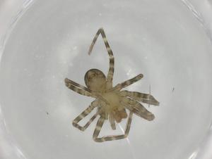  ( - BIOUG82091-B11)  @11 [ ] CreativeCommons - Attribution (2022) Centre for Biodiversity Genomics Centre for Biodiversity Genomics