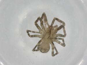  ( - BIOUG82093-G07)  @11 [ ] CreativeCommons - Attribution (2022) Centre for Biodiversity Genomics Centre for Biodiversity Genomics