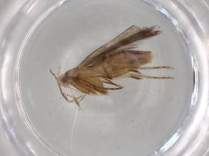  ( - BIOUG82264-H11)  @11 [ ] CreativeCommons - Attribution (2022) Centre for Biodiversity Genomics Centre for Biodiversity Genomics