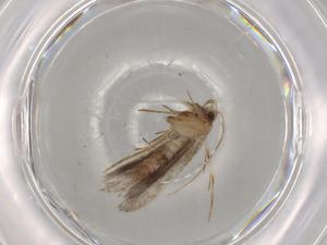  ( - BIOUG82267-D06)  @11 [ ] CreativeCommons - Attribution (2022) Centre for Biodiversity Genomics Centre for Biodiversity Genomics