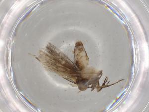  ( - BIOUG82267-D09)  @11 [ ] CreativeCommons - Attribution (2022) Centre for Biodiversity Genomics Centre for Biodiversity Genomics