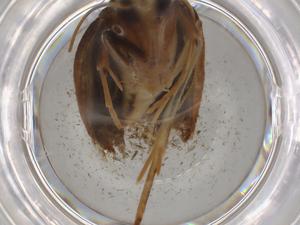  ( - BIOUG82267-F07)  @11 [ ] CreativeCommons - Attribution (2022) Centre for Biodiversity Genomics Centre for Biodiversity Genomics