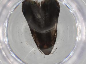  ( - BIOUG82269-F11)  @11 [ ] CreativeCommons - Attribution (2022) Centre for Biodiversity Genomics Centre for Biodiversity Genomics