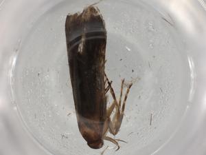  ( - BIOUG82441-E12)  @11 [ ] CreativeCommons - Attribution (2022) Centre for Biodiversity Genomics Centre for Biodiversity Genomics