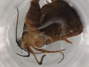  ( - BIOUG82483-E03)  @11 [ ] CreativeCommons - Attribution (2022) Centre for Biodiversity Genomics Centre for Biodiversity Genomics