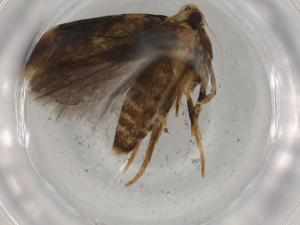  ( - BIOUG82483-F11)  @11 [ ] CreativeCommons - Attribution (2022) Centre for Biodiversity Genomics Centre for Biodiversity Genomics