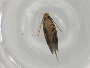  ( - BIOUG82483-G08)  @11 [ ] CreativeCommons - Attribution (2022) Centre for Biodiversity Genomics Centre for Biodiversity Genomics