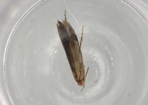  ( - BIOUG82483-H01)  @11 [ ] CreativeCommons - Attribution (2022) Centre for Biodiversity Genomics Centre for Biodiversity Genomics