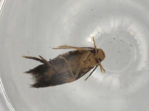  ( - BIOUG82483-H03)  @11 [ ] CreativeCommons - Attribution (2022) Centre for Biodiversity Genomics Centre for Biodiversity Genomics