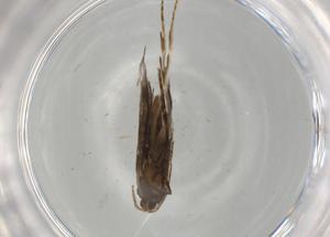  ( - BIOUG82483-H10)  @11 [ ] CreativeCommons - Attribution (2022) Centre for Biodiversity Genomics Centre for Biodiversity Genomics