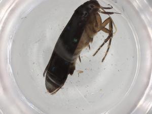  ( - BIOUG82484-A10)  @11 [ ] CreativeCommons - Attribution (2022) Centre for Biodiversity Genomics Centre for Biodiversity Genomics