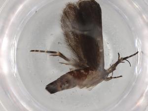  ( - BIOUG82484-C09)  @11 [ ] CreativeCommons - Attribution (2022) Centre for Biodiversity Genomics Centre for Biodiversity Genomics