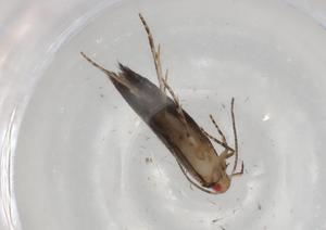  ( - BIOUG82484-C10)  @11 [ ] CreativeCommons - Attribution (2022) Centre for Biodiversity Genomics Centre for Biodiversity Genomics