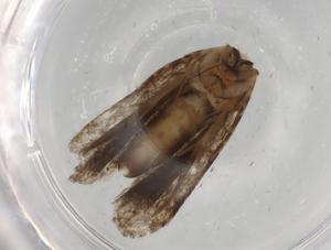  (gelMalaise01 Malaise9171 - BIOUG82484-D12)  @11 [ ] CreativeCommons - Attribution (2022) Centre for Biodiversity Genomics Centre for Biodiversity Genomics