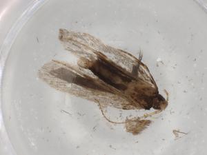  ( - BIOUG82484-E10)  @11 [ ] CreativeCommons - Attribution (2022) Centre for Biodiversity Genomics Centre for Biodiversity Genomics