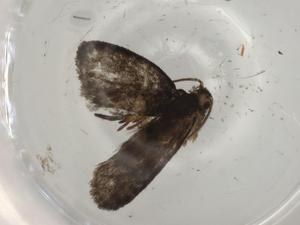  ( - BIOUG82607-A08)  @11 [ ] CreativeCommons - Attribution (2022) Centre for Biodiversity Genomics Centre for Biodiversity Genomics