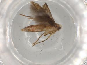  ( - BIOUG82607-B09)  @11 [ ] CreativeCommons - Attribution (2022) Centre for Biodiversity Genomics Centre for Biodiversity Genomics