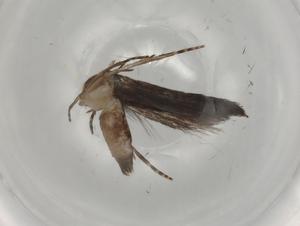  ( - BIOUG82607-C03)  @11 [ ] CreativeCommons - Attribution (2022) Centre for Biodiversity Genomics Centre for Biodiversity Genomics