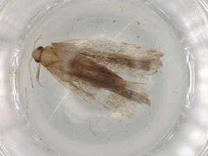  ( - BIOUG82607-C05)  @11 [ ] CreativeCommons - Attribution (2022) Centre for Biodiversity Genomics Centre for Biodiversity Genomics