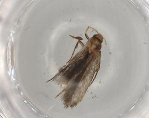  ( - BIOUG82607-F09)  @11 [ ] CreativeCommons - Attribution (2022) Centre for Biodiversity Genomics Centre for Biodiversity Genomics