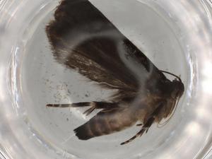  ( - BIOUG82607-F11)  @11 [ ] CreativeCommons - Attribution (2022) Centre for Biodiversity Genomics Centre for Biodiversity Genomics